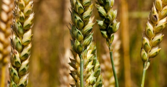 Ukraińska produkcja zbóż spadnie o przynajmniej 1/3, a zapasy gwałtownie wzrosną