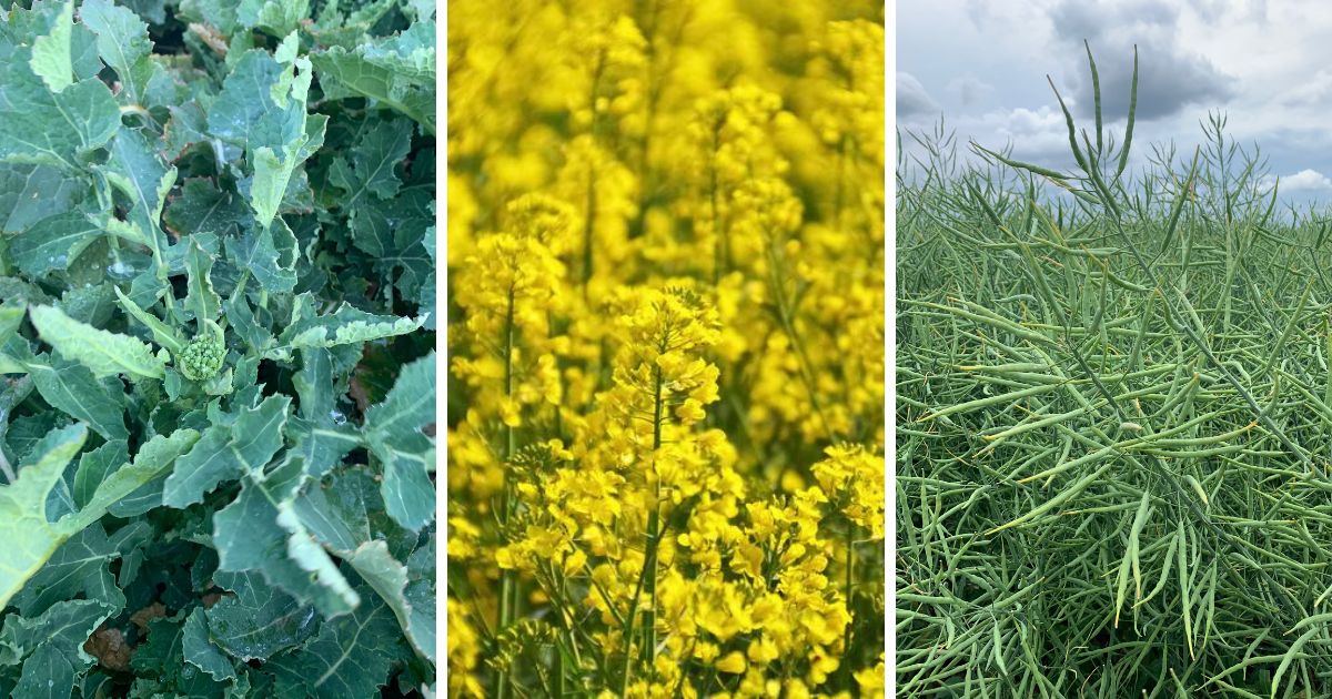 Choroby wirusowe zbóż i rzepaku – objawy i ochrona
