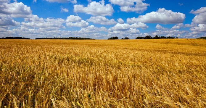 W sezonie 2021/22 nasz eksport pszenicy poza UE spadł o ponad 50% r/r
