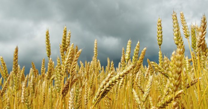 prognozy światowej produkcji i zapasów zbóż