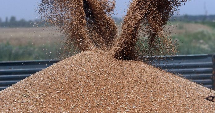 W sezonie 2021/22 nasz eksport zbóż poza UE spadł o ponad 40%