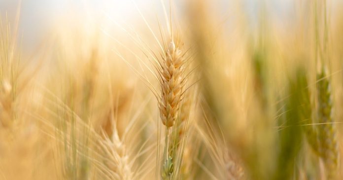 Za nami kolejny spadkowy tydzień dla notowań unijnych zbóż i pszenicy