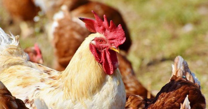 Powrót HPAI. Potwierdzono grypę ptaków w gospodarstwie liczącym 40 tysięcy kur