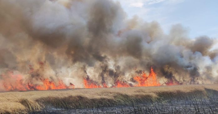 Pożar pod Pyrzycami. Niemal 100 hektarów zboża stanęło w ogniu