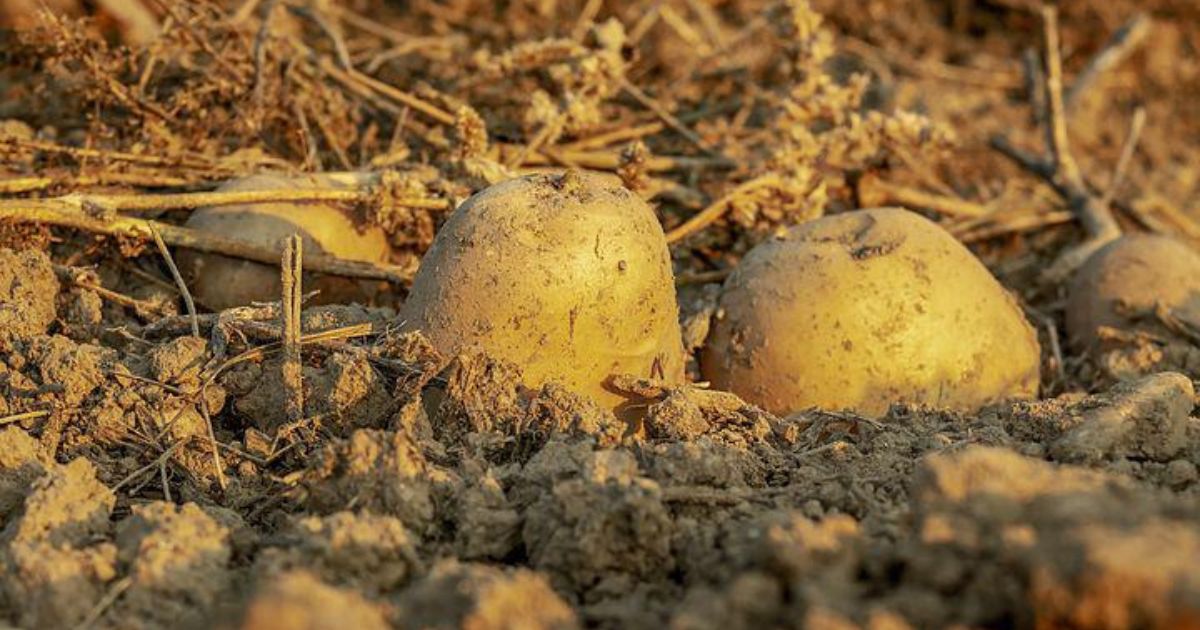 Rekordowy wzrost powierzchni upraw ziemniaków w Europie Północno-Zachodniej