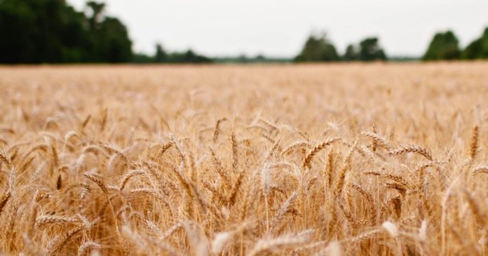 Kanadyjscy rolnicy postawili w tym roku na pszenicę