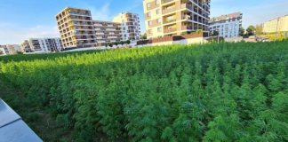 Rolnik z Lublina, który nie sprzedał swojego pola deweloperom, wydzierżawił jego część pod wysiew konopii