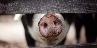 Podsumowanie wsparcia dla hodowców trzody. Rezultat jest druzgocący