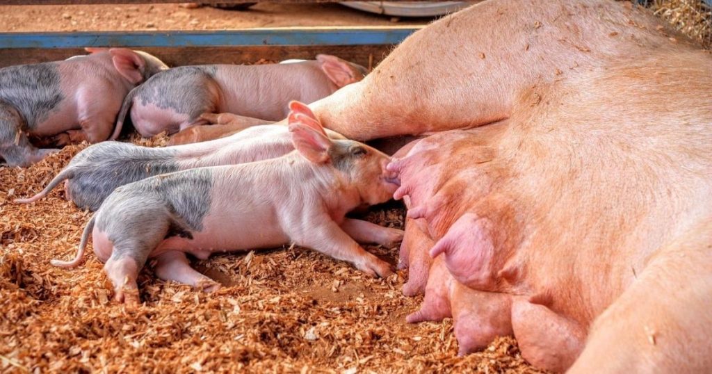 Spadki cen świń wyhamowały, ale ASF martwi rynek