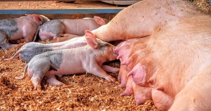 Zostało niewiele czasu na złożenie wniosku o pomoc dla producentów świń