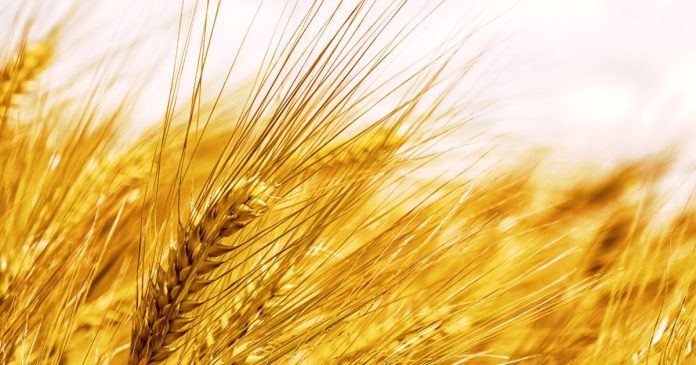 Zdaniem USDA światowa konsumpcja zbóż przewyższy w nowym sezonie produkcję