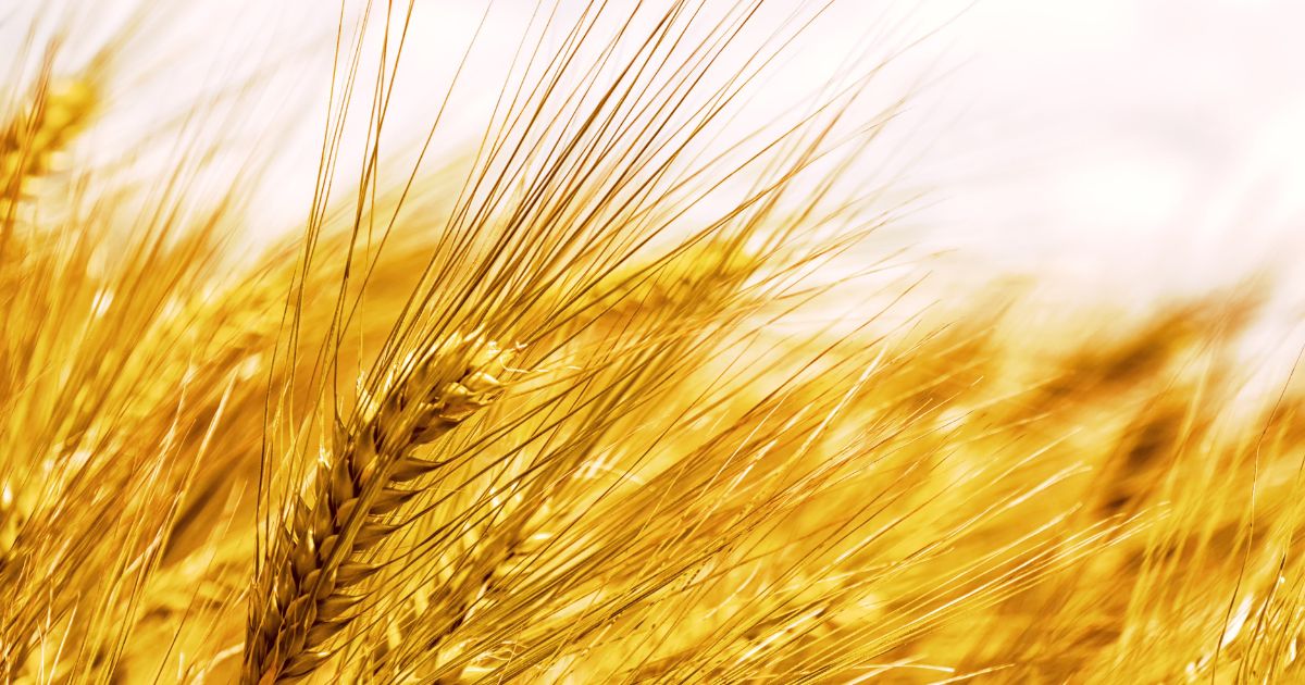 V Paříži a Chicagu zaznamenal týden před Vánocemi velký nárůst cen obilí.  Ovlivní to maloobchodní ceny?