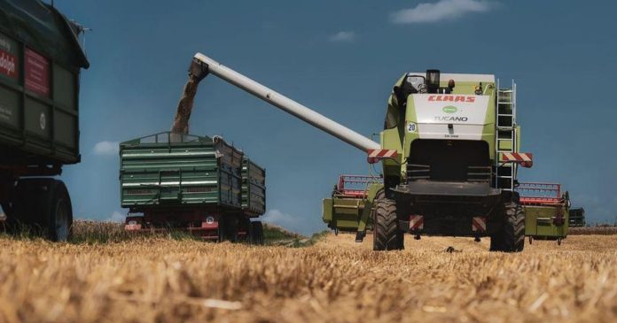 Jakie ceny zbóż w żniwa 2022r.?