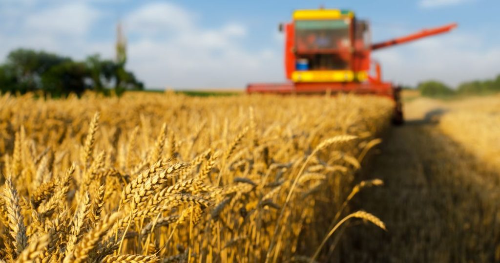 Aktualne sytuacja ekonomiczna na rynku zbóż
