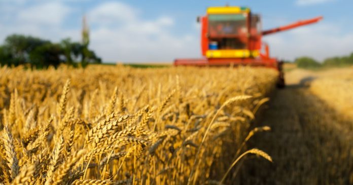 GUS zapowiada rekordowe zbiory pszenicy i rzepaku