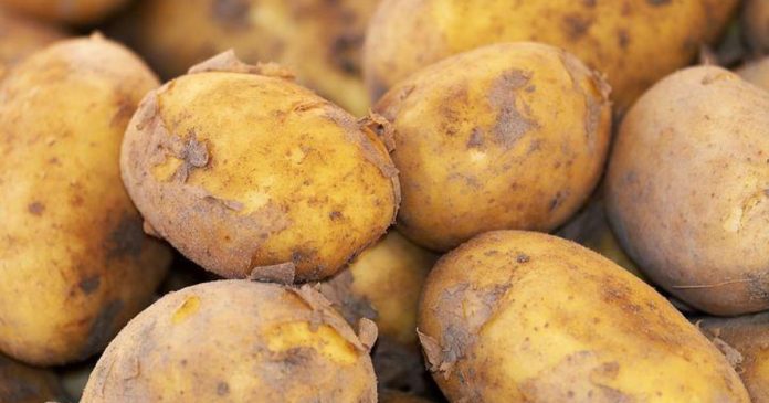 Spada odsetek ziemniaków porażonych bakterią pierścieniową