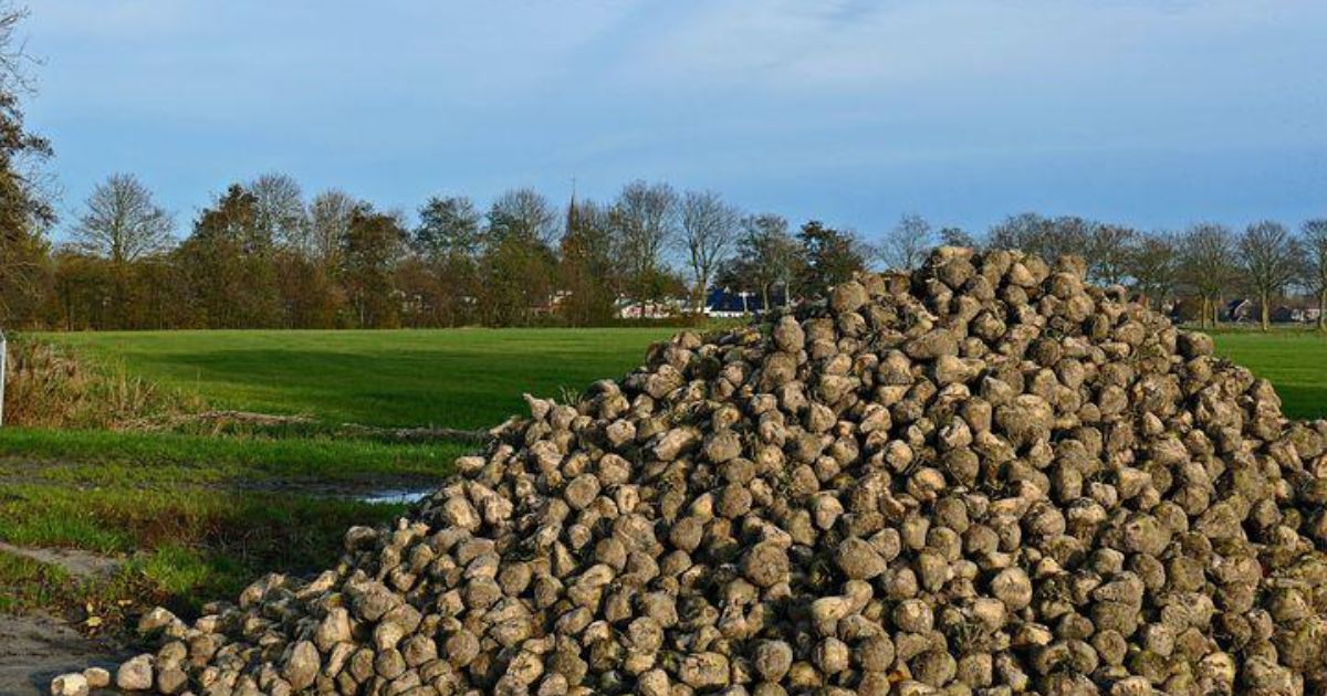Pfeifer & Langen Polska bije na alarm!