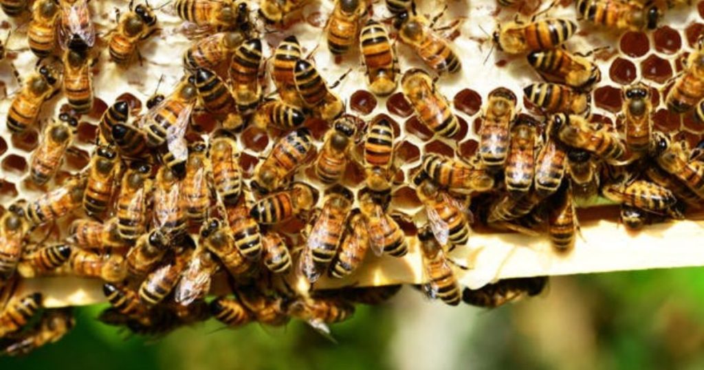 Zgnilec amerykański pszczół - co to, jak wygląda i jak leczyć tę chorobę?