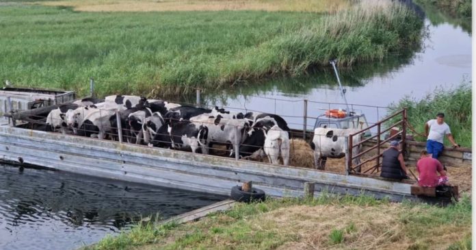 Z powodu katastrofy ekologicznej na Odrze rolnik musiał ewakuować stado bydła
