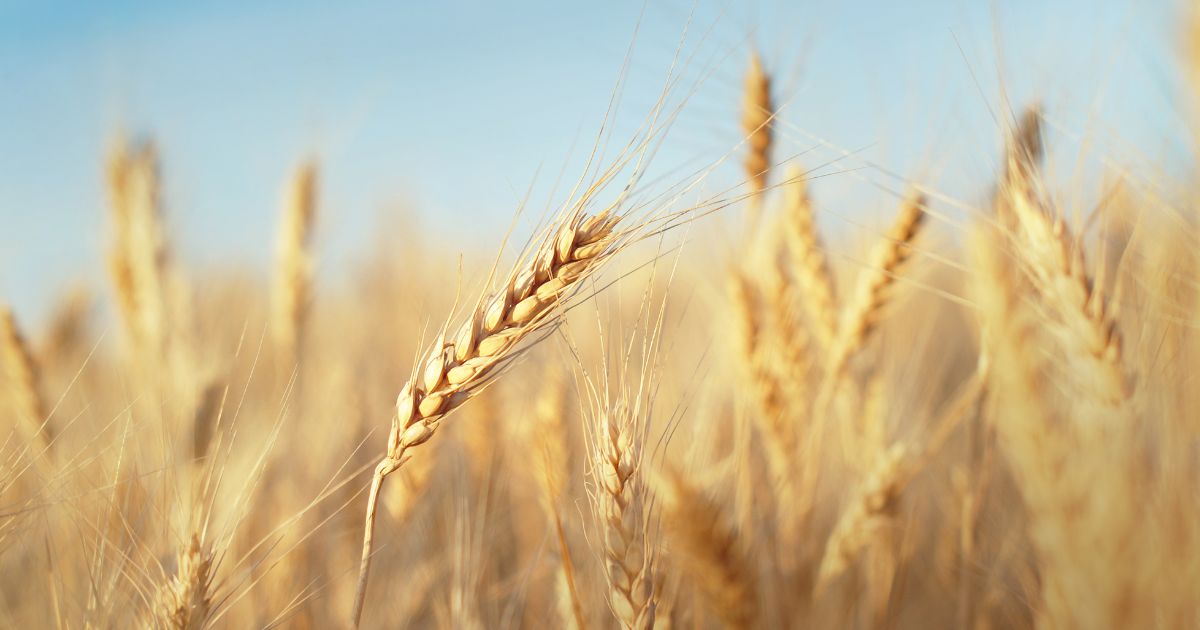 Wzrosną w tym roku zbiory zbóż na Ukrainie i produkcja oleistych – UGA