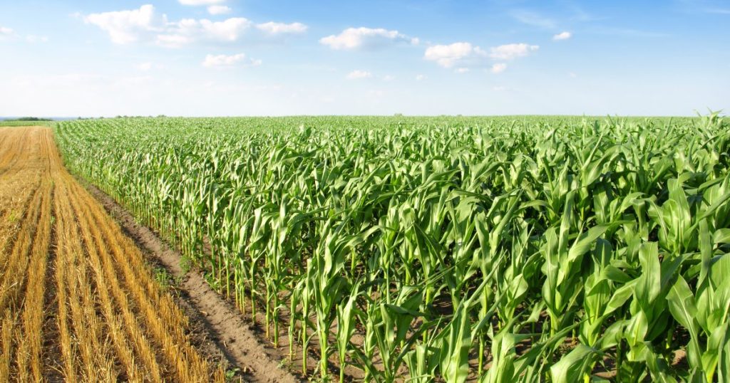 Jakie są trudności w hodowli kukurydzy i jakie rozwiązania się stosuje?