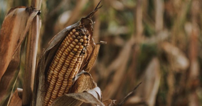 Kondycja francuskiej kukurydzy jest najgorsza od 11 lat