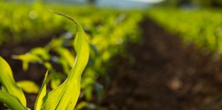Lepsze prognozy ukraińskiej produkcji kukurydzy częściowo złagodzą spadek zbiorów w UE i USA