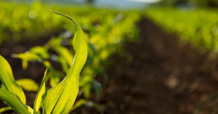 Lepsze prognozy ukraińskiej produkcji kukurydzy częściowo złagodzą spadek zbiorów w UE i USA