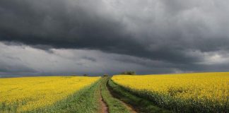 Rząd przyjął nowelizację ustawy biopaliwowej. To cios w producentów rzepaku
