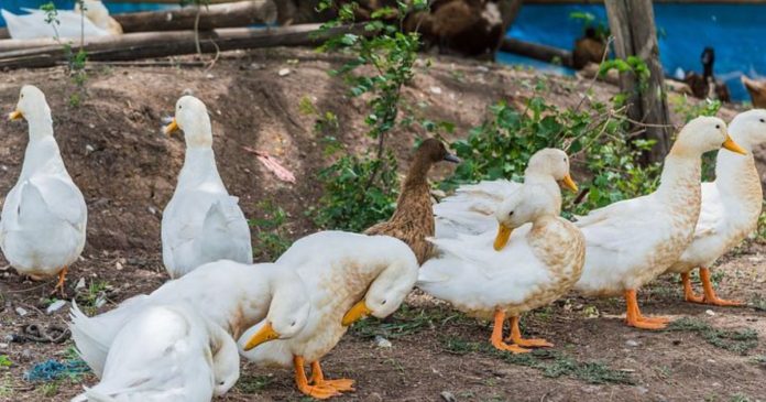 Produkcja kaczek w Polsce osiąga rekordowe poziomy. Wkrótce przegonimy Węgry