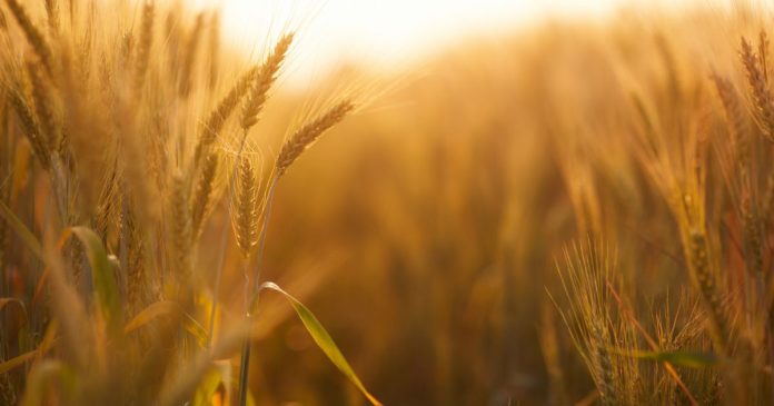 Unijna produkcja zbóż obniży się w tym roku o ponad 5%