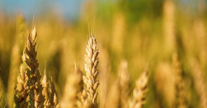 Najnowsza prognoza FAO dla światowego rynku zbóż