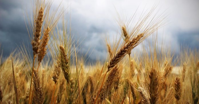 Prognozy plonów średnich głównych upraw w UE