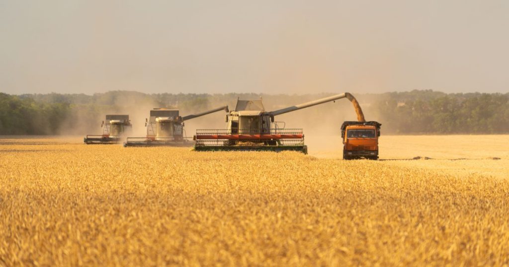 Ceny zbóż mogą być o 30-40% droższe w IV kwartale 2022 r