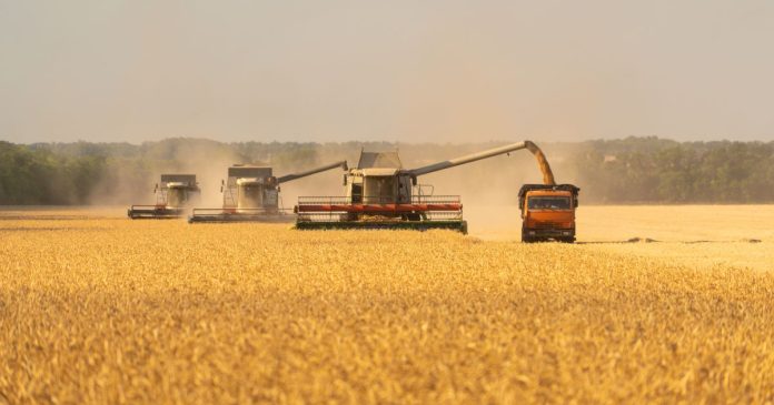 USDA zapowiada rekordowe zbiory pszenicy w tym sezonie