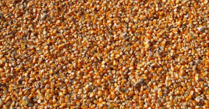 Hiszpania przetransportuje 600 ton ukraińskiej kukurydzy z Polski do Barcelony