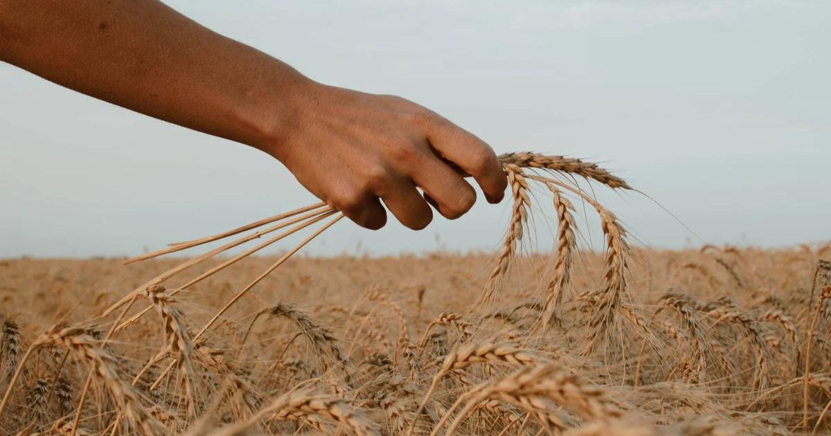 Azot na starcie sezonu: Dlaczego zwlekanie wiosną kosztuje więcej, niż się wydaje?