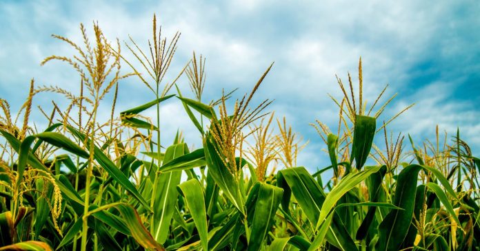 Pogarsza się stan amerykańskich zasiewów kukurydzy i soi