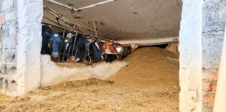 Zarwał się strop oborze mieszczącej około 100 krów