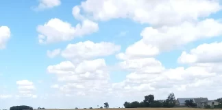 Cebula wykopana na rzędach