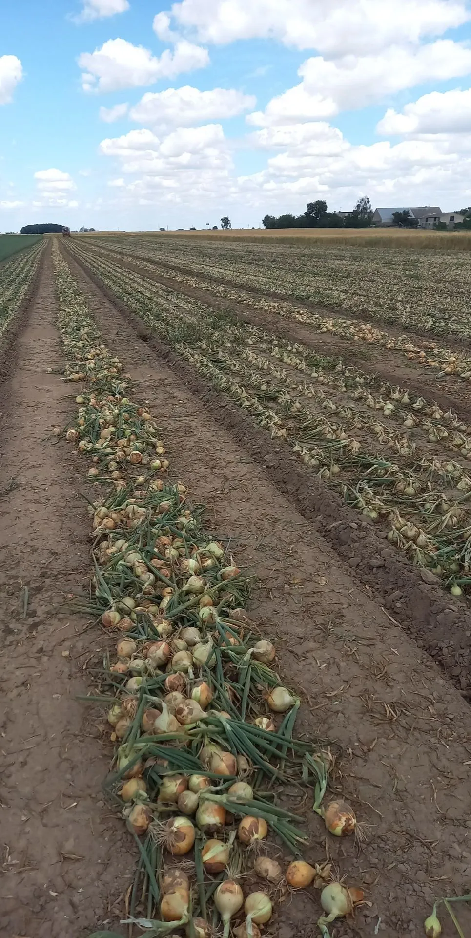 Kiedy zbierać cebulę? Sprawdź optymalne terminy zbiorów