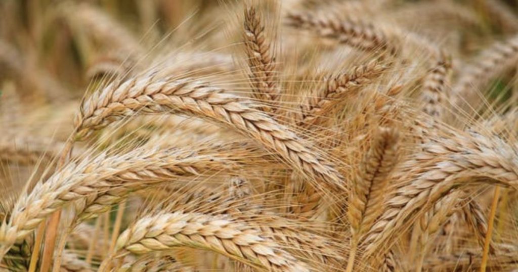 KRIR apeluje o rozszerzenie pomocy dla producentów zbóż. Wykluczonych jest wiele rolników