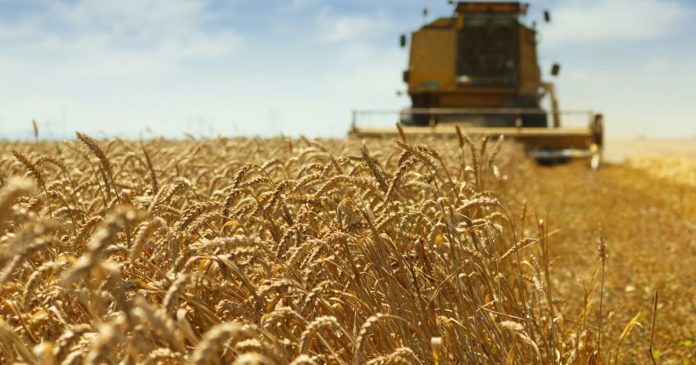 IGC podnosi prognozy światowych zbiorów, konsumpcji i zapasów pszenicy