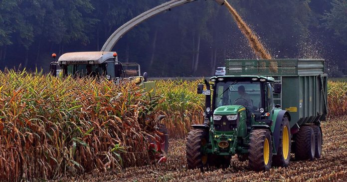 Ceny kukurydzy mokrej wahają się od 750 do 900 zł