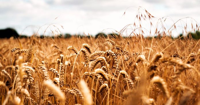 FAO obniża prognozy światowej produkcji i zapasów zbóż