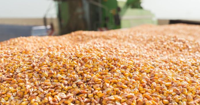 Ekstremalna susza ograniczy o 1/4 produkcję kukurydzy we Francji