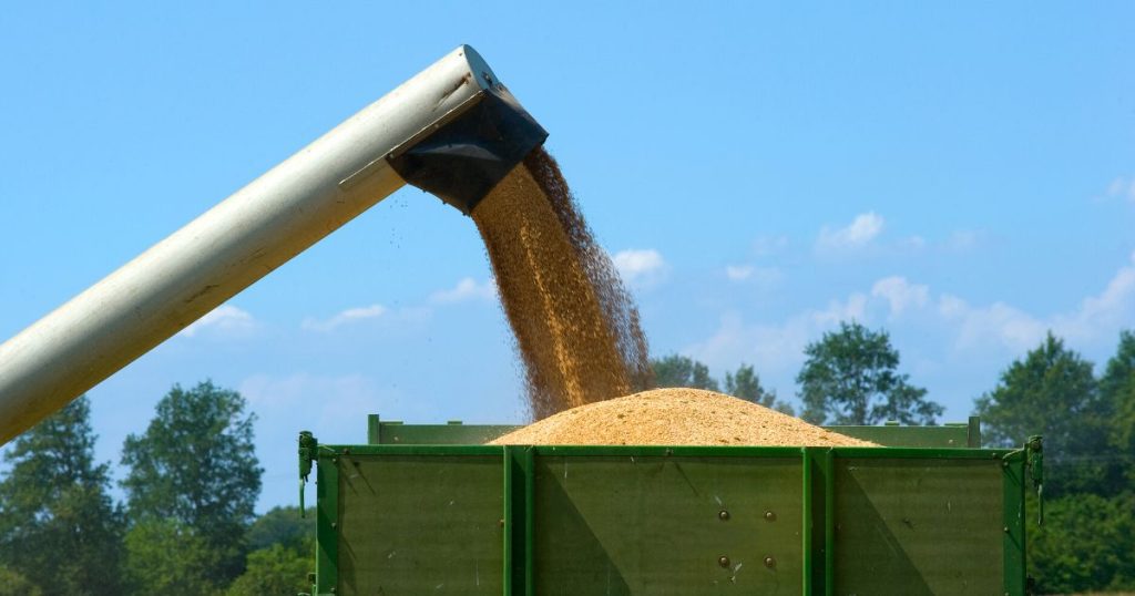 USDA podnosi swoje prognozy światowych zbiorów i zapasów pszenicy