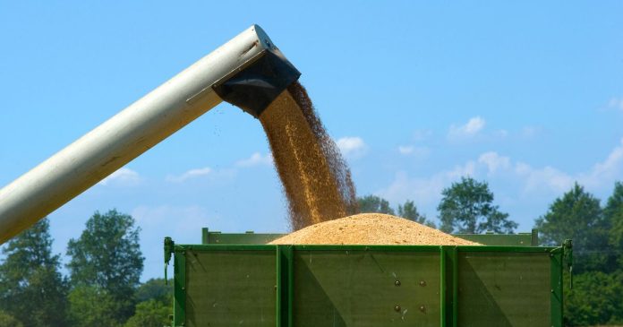 USDA podnosi swoje prognozy światowych zbiorów i zapasów pszenicy