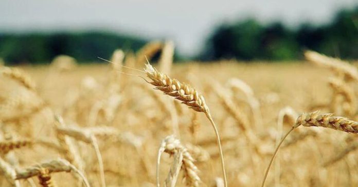 Obawy o zmniejszony popyt obniżają ceny zbóż