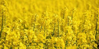 Nowelizacja ustawy biopaliwowej trafiła do kosza